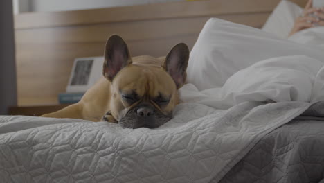 sleepy brown french bulldog slowly closes eyes on comfortable bed