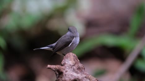 Visto-Encima-De-Un-Tronco-Mirando-Hacia-Atrás-Y-Hacia-La-Derecha,-Papamoscas-De-Garganta-Roja-Ficedula-Albicilla,-Tailandia