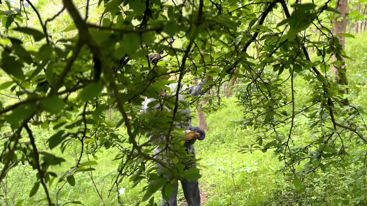 A woman pick sweet plum in spring season from green tree ripe summer fruit delicious for dessert jam cookies in harvest agriculture season in Iran middle east mountain forest