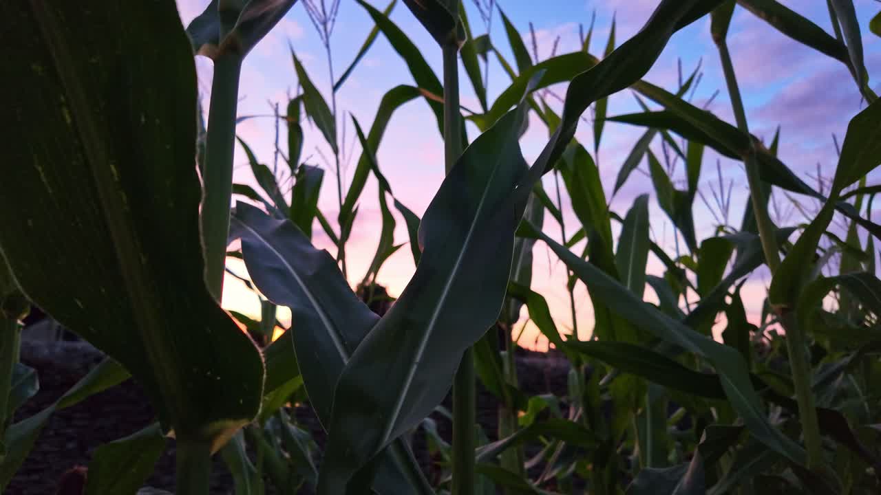 Close-up view from one of fertile corn between the others at beautiful sunset, France.