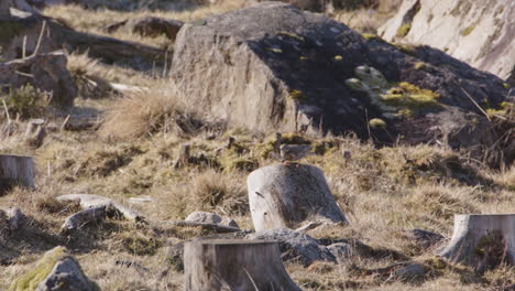 a mistle thrush bird jumping off a tree stump in sweden, slow motion wide shot