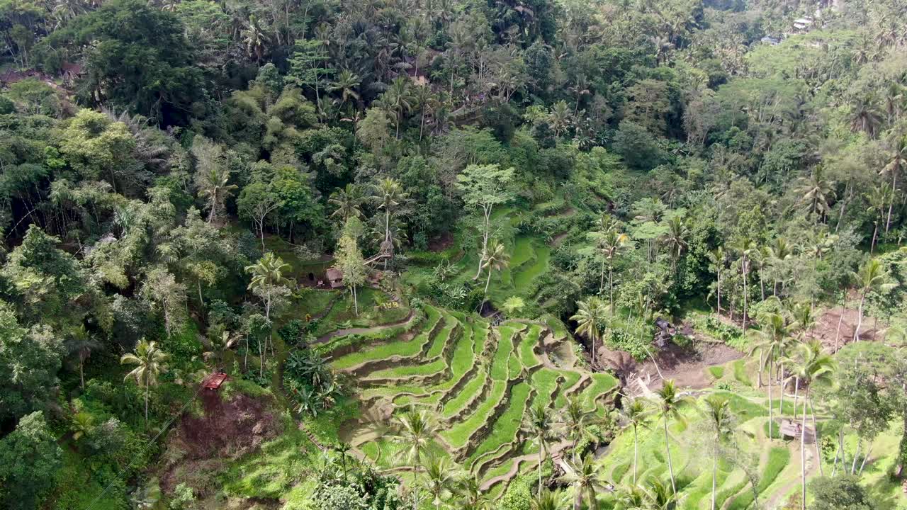 terrazas de ubud en bali, indonesia, vista de ángulo alto de drones en un día soleado