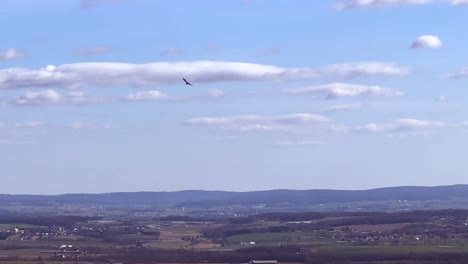 Hawk-flying-in-blue-sky