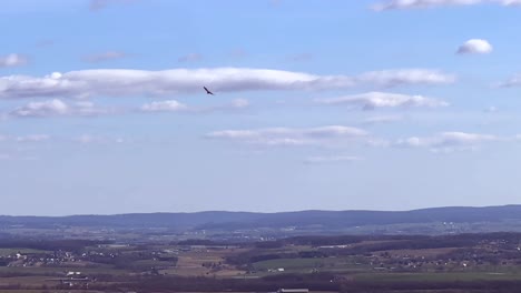 halcón volando en el cielo azul
