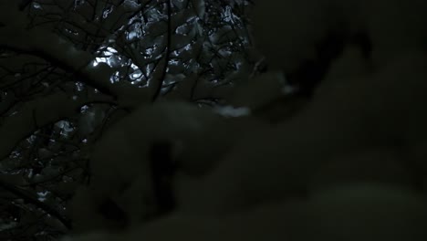 trees with snow in slow motion