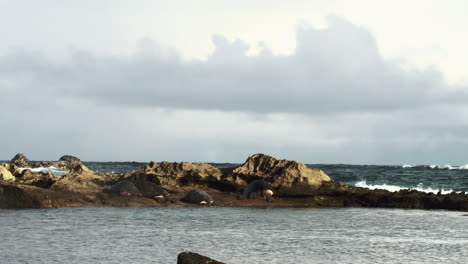 Shot-of-four-large-and-beautiful-turtles-on-the-coast-of-the-Paia-area-in-Hawaii,-USA