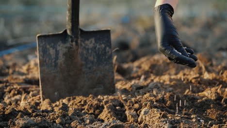 farmer pour granules of inorganic fertilizer into the soil