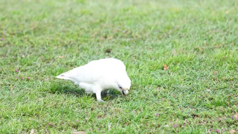 bird walks, pecks ground, then flies away.