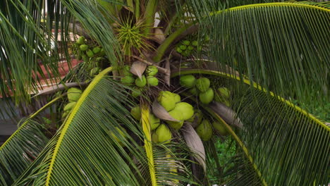 cocotero que sopla en el viento con cocos inmaduros