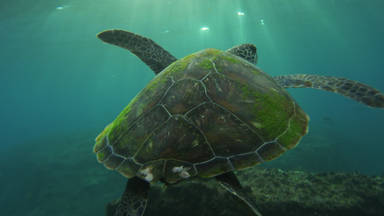 Морская черепаха под водой