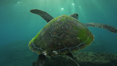 sea turtle underwater