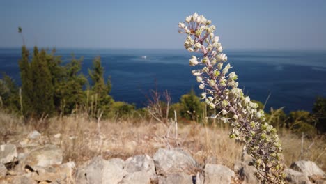 una variedad de yuca en plena floración a finales del verano en la isla de vis en croacia.