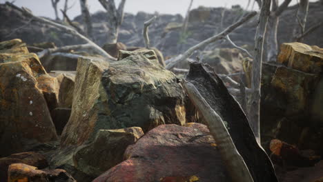 campo de piedra de lava con árboles y plantas muertas