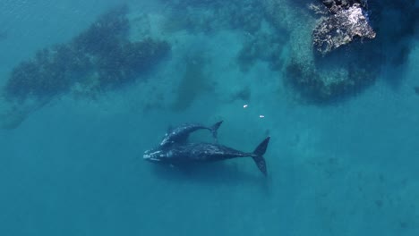 vista aérea sobre el buceo de ballenas en la costa de península valdés en argentina, sitio del patrimonio mundial de la unesco - golfo nuevo - acercamiento de arriba hacia abajo