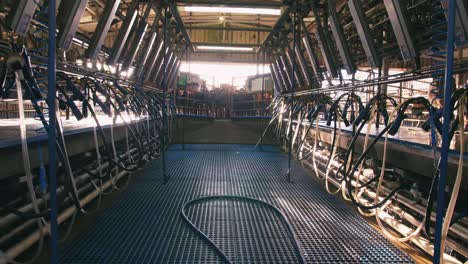 dairy farm worker clean and sterile cows milking parlor of parallel design