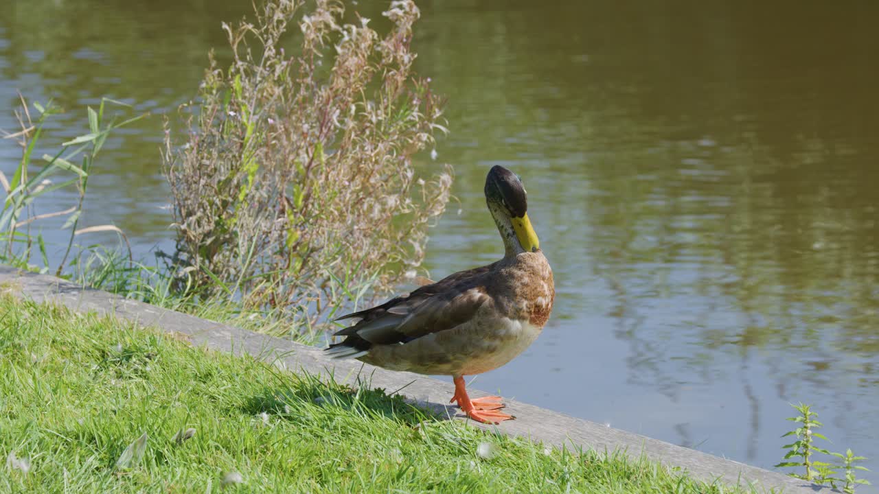 Mallard drake stands on grassy bank, preening feathers, sunlight reflecting off calm pond water