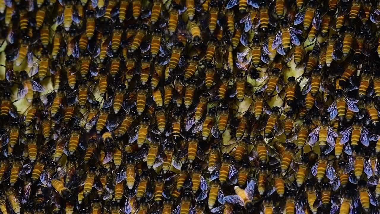 se sabe que las abejas melíferas gigantes construyen grandes colonias de nidos con bolsillos simétricos hechos de cera para almacenar miel como fuente de alimento.
