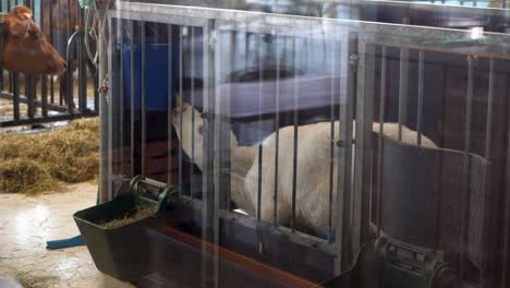 blurred motion of a sheep feeding inside a barn with hay and feeding equipment visible