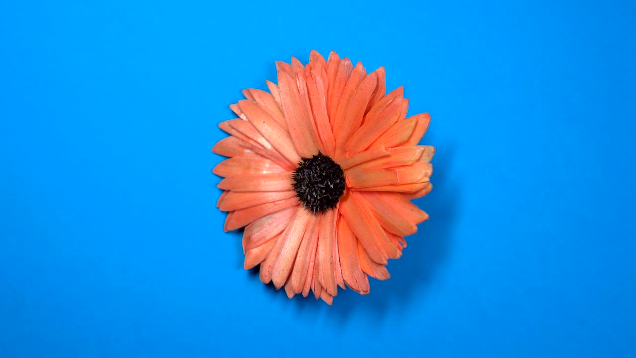 Beautiful red daisy flower slowly spinning on a rotating blue background.
