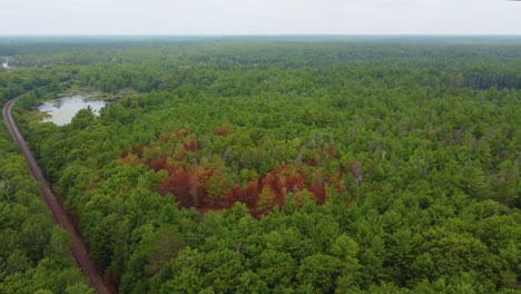 Train-tracks-cut-across-dense-pine-tree-forest-with-bright-red-vibrant-trees-around-clearing