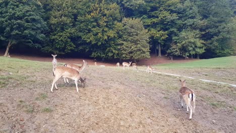 Rehe-Stehen-Auf-Einem-Feld