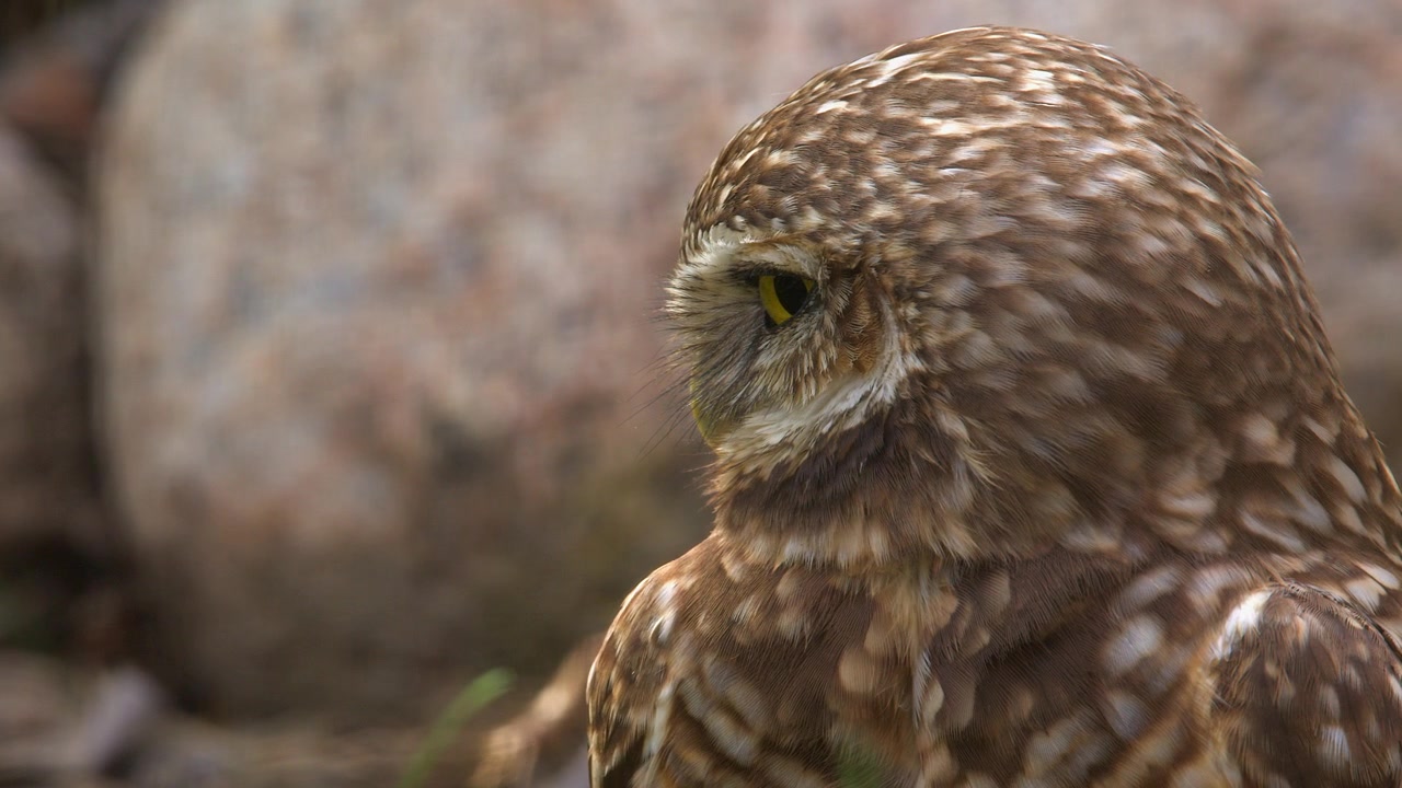 愛らしい小さな赤褐色の穴掘りフクロウの横顔。フクロウが前に進む。