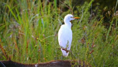 las aves garcetas blancas se alimentan en la hierba y se paran en la espalda del búfalo