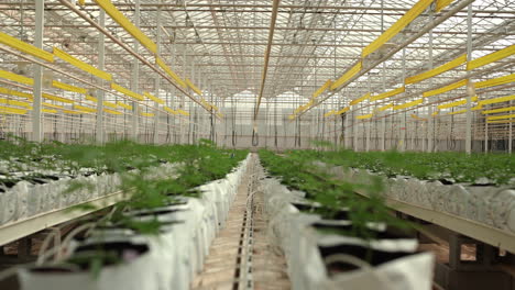 young cannabis plants in greenhouse