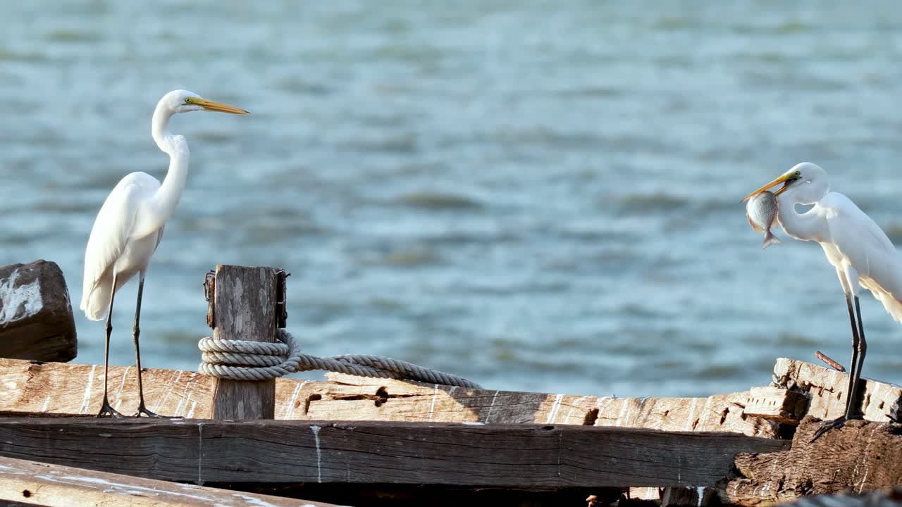 Two herons stand and interact on a rustic wooden boat against a serene water backdrop.