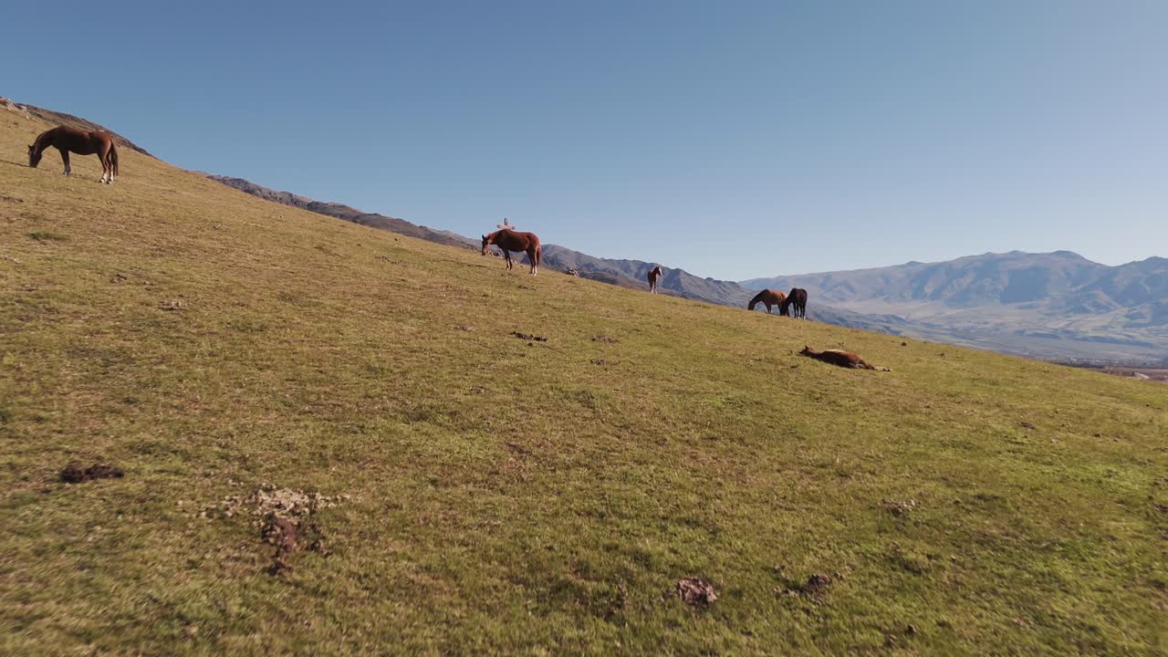 grupo de caballos pastando en una colina en la región montañosa del valle de tafí