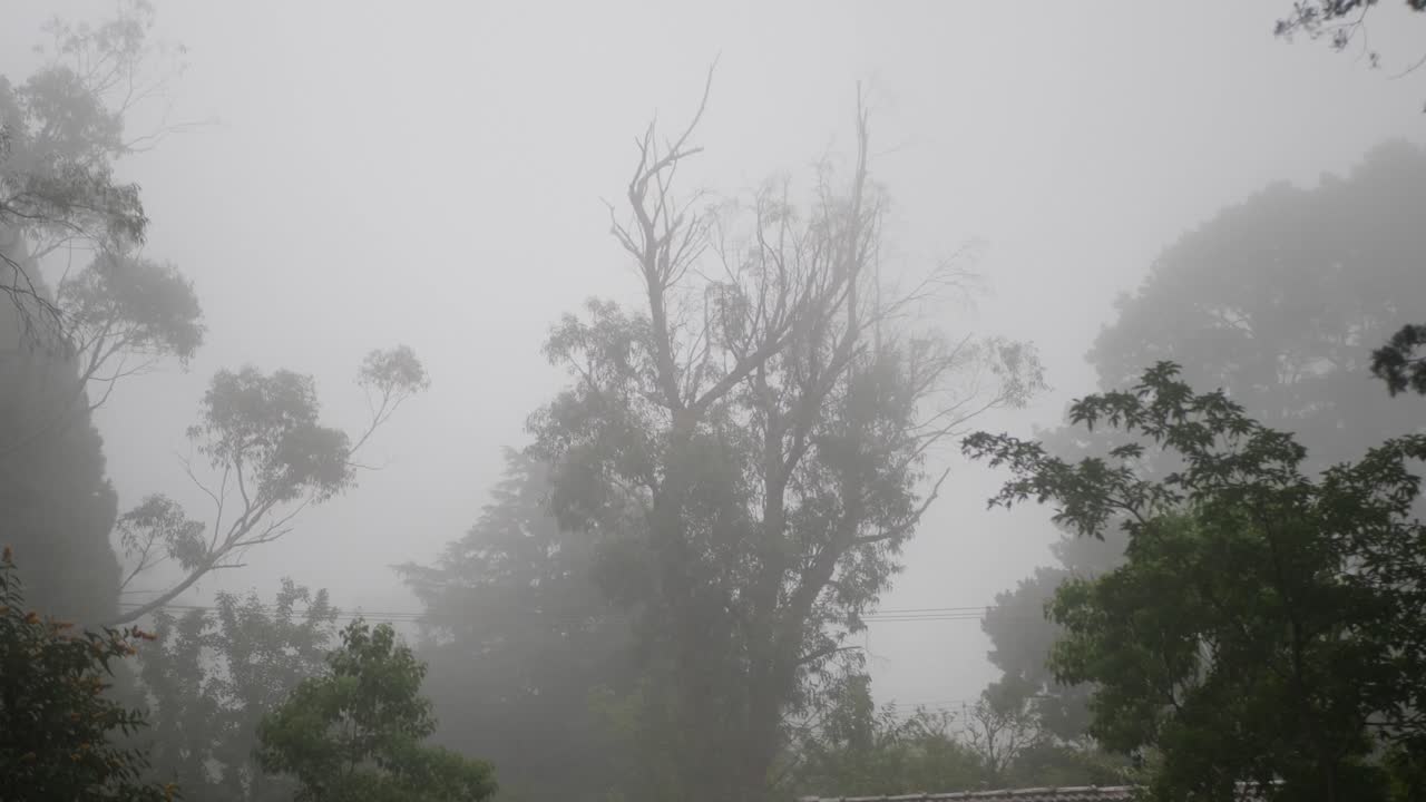 숲 속으로 가는 안개에 대한 와이드 샷