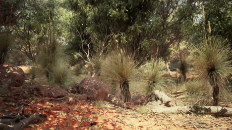 a close up of a bush with a red dirt ground