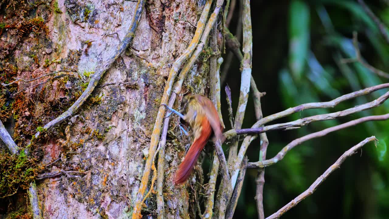연기가 자욱한 갈색 딱따구리는 둥지를 만들기 위해 재료를 찾는 코스타리카의 나무 줄기를 찢어 버립니다.