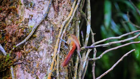 un pájaro carpintero marrón ahumado atraviesa el tronco de un árbol en costa rica en busca de materiales para crear un nido