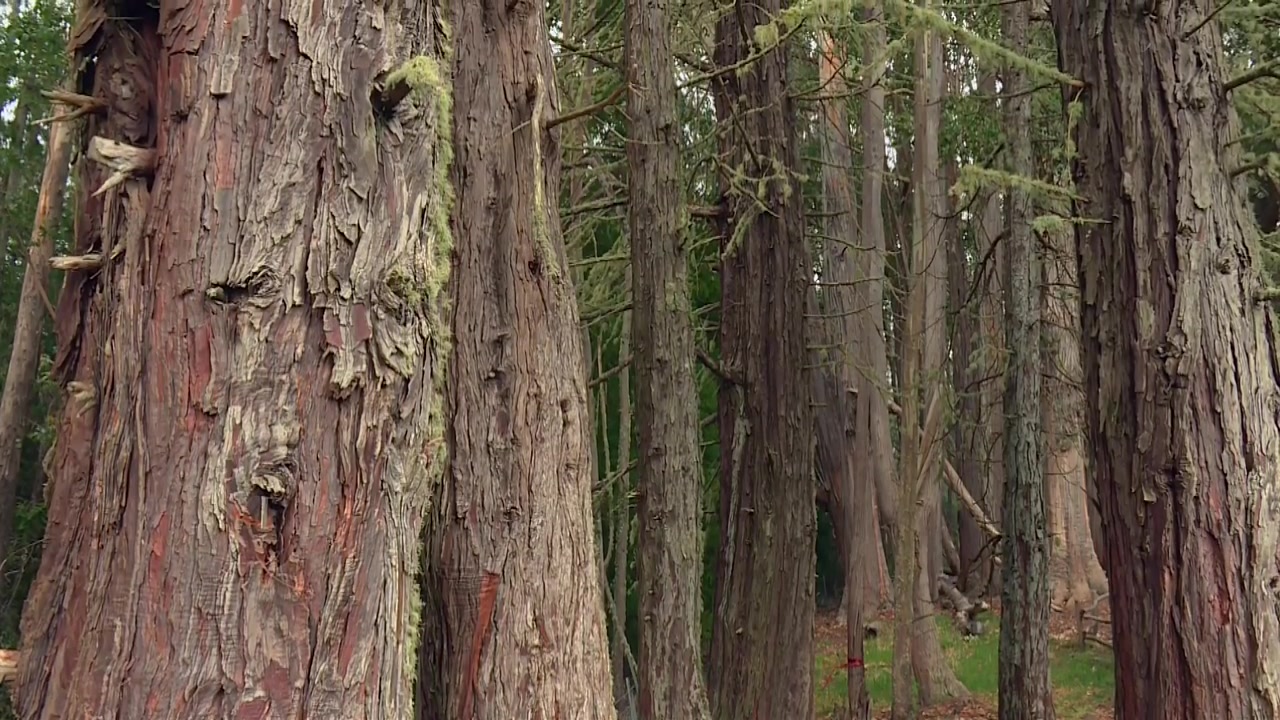 Imponenti tronchi di sequoia che si ergono in una fitta foresta hawaiana nella Riserva di Waikamoi, Maui, Hawaii.