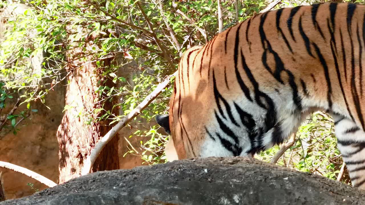 A tiger moves gracefully over rocks, surrounded by sunlit trees and foliage, showcasing its natural elegance.