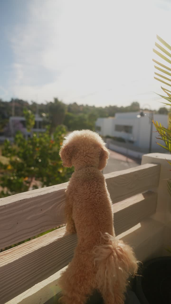 caniche esponjoso en un balcón
