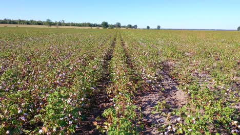 Good-aerial-of-rows-of-cotton-growing-in-a-field-in-the-Mississippi-River-Delta-region