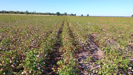 buena antena de hileras de algodón que crece en un campo en la región del delta del río mississippi