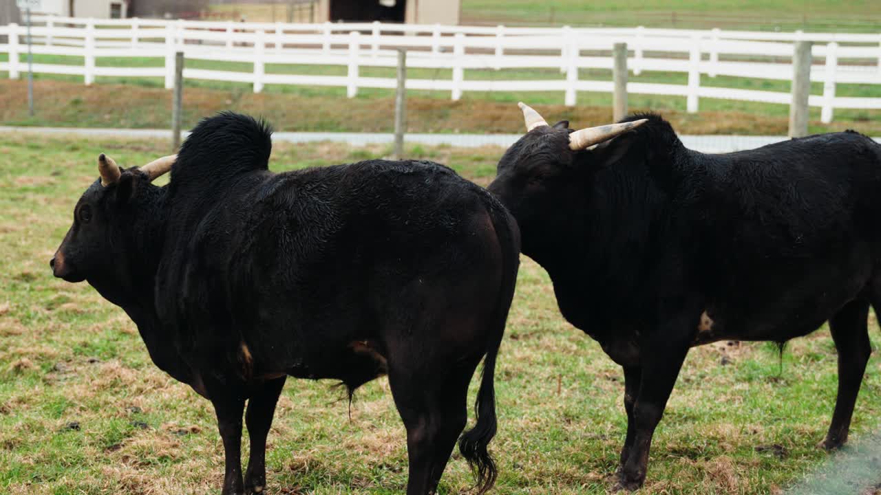 Vacca zebu africana nera con corna e gobba in una fattoria
