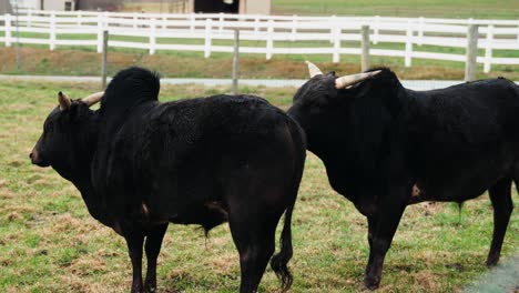 african zebu black cow with hornes and hump on farm