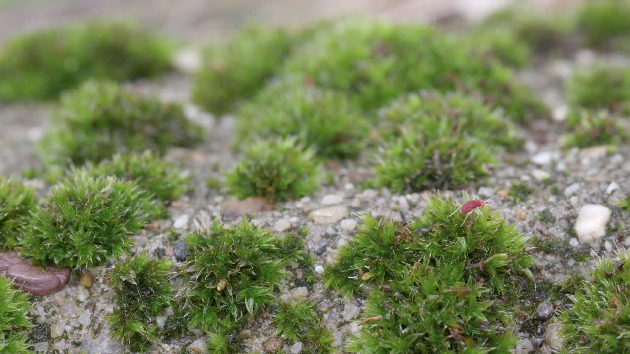 Juvenile beetle encountering ant on moss