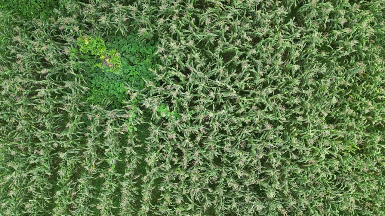 Drone shot of traditional maize cultivation in poor rural region of Honduras, sustainability food