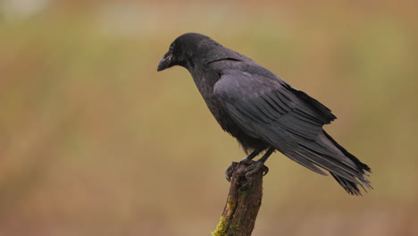 raven on a branch