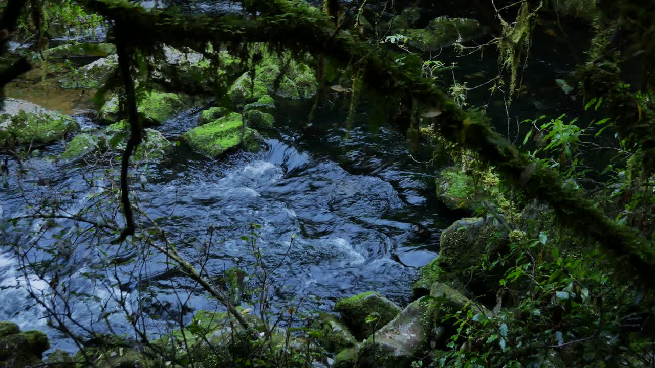 Frodig junglevegetation og flod i New Zealands Kahurangi Nationalpark.