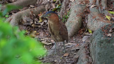 A-wild-Malayan-night-heron-standing-on-the-forest-ground,-alerted-by-the-surroundings,-looking-around-the-environment-of-the-ecological-park-in-daytime,-close-up-shot