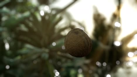 extreme slow motion falling coconut in jungle