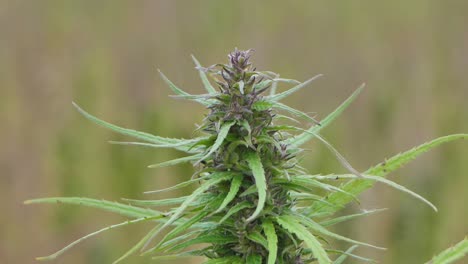 Narcotic-marijuana-plants-in-agricultural-field-outdoors