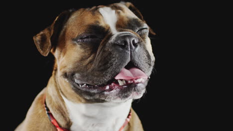 Studio-Portrait-Of-French-Bulldog-Puppy-Against-Black-Background