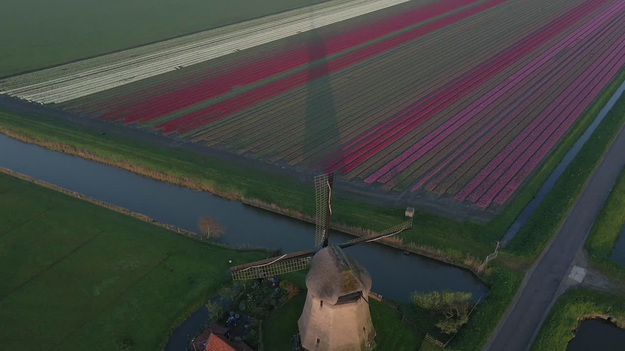 Ripresa aerea con drone di vivaci tappeti di tulipani e mulino a vento all'alba, Keukenhof, Paesi Bassi